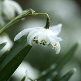 Double Snowdrop 'Flore Pleno'