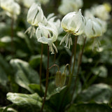 Erythronium 'White Beauty'