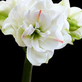 Amaryllislök 'White Amadeus'