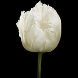 Tulip 'White Parrot'