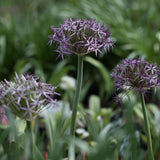 Allium 'Albopilosum'